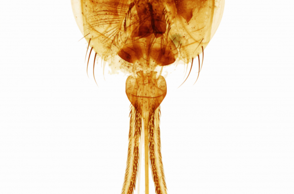 Tête d'insecte - type piqueur - Mouche tsé-tsé ou Glossine x7